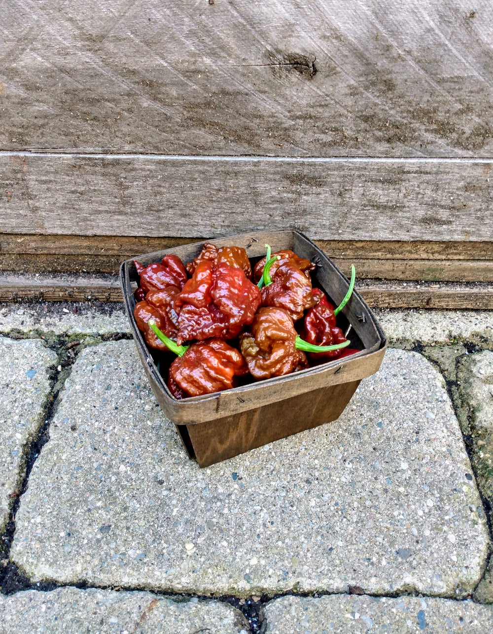 Hot Pepper 'Seven Pot Chocolate'