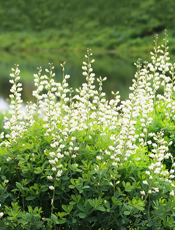 White Wild Indigo