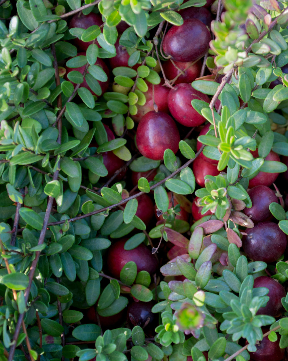 Bog Cranberry