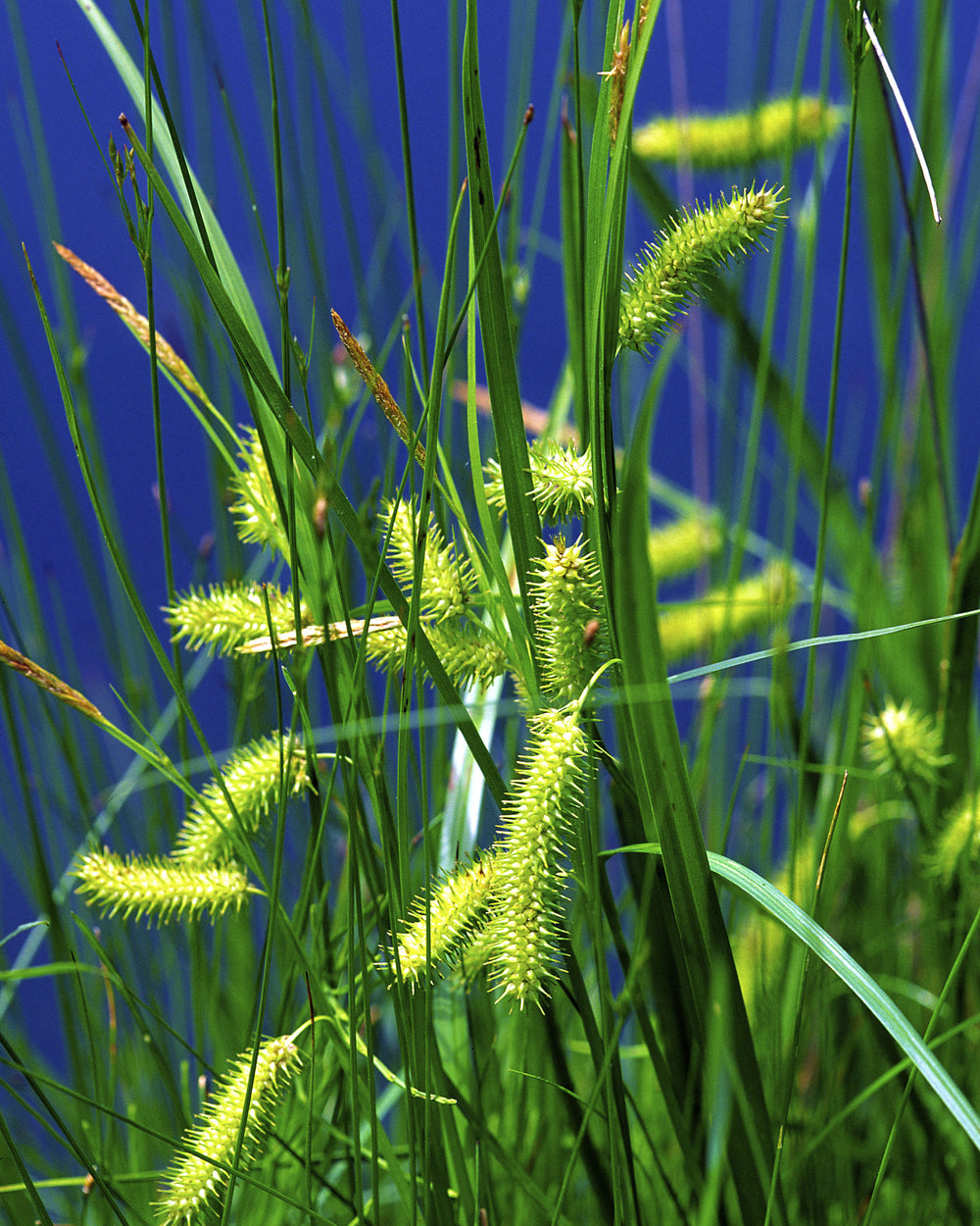 Bottlebrush Sedge
