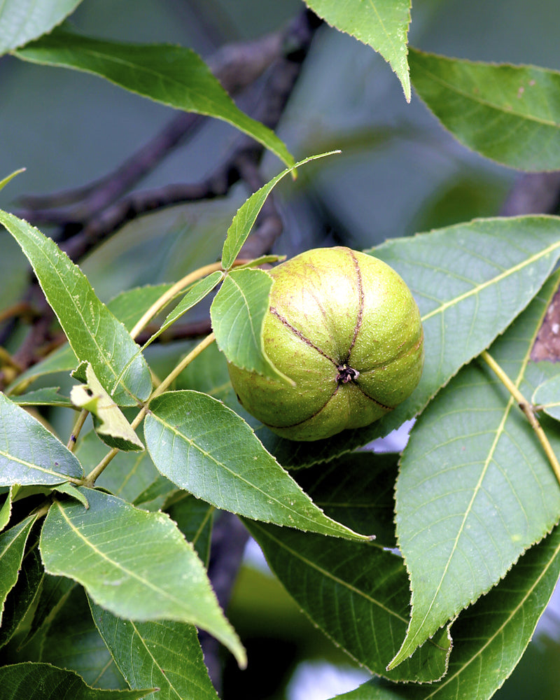 Shagbark Hickory