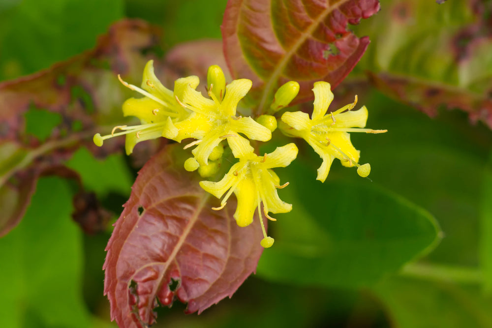 Dwarf Bush Honeysuckle