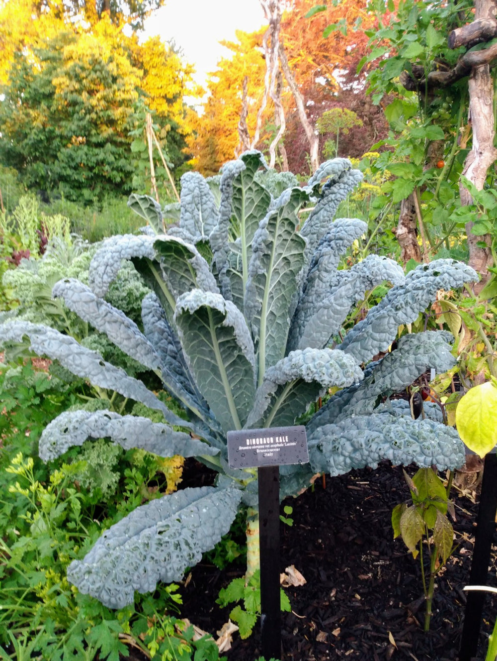 Kale 'Lacinato'