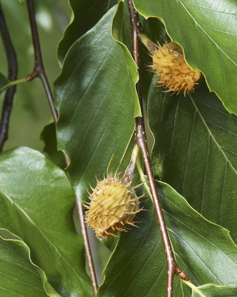 American Beech