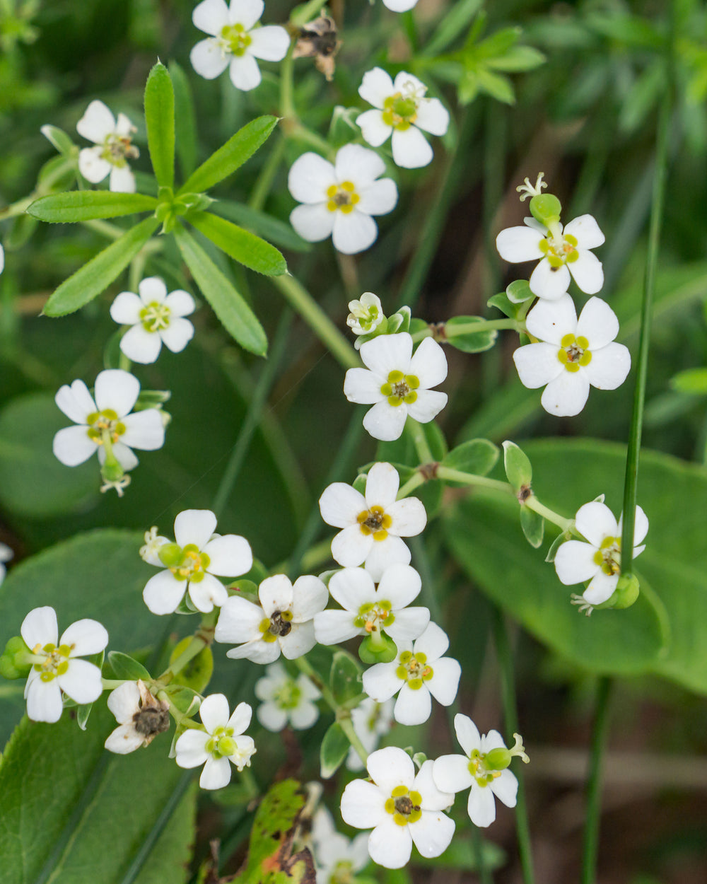 Flowering Spurge