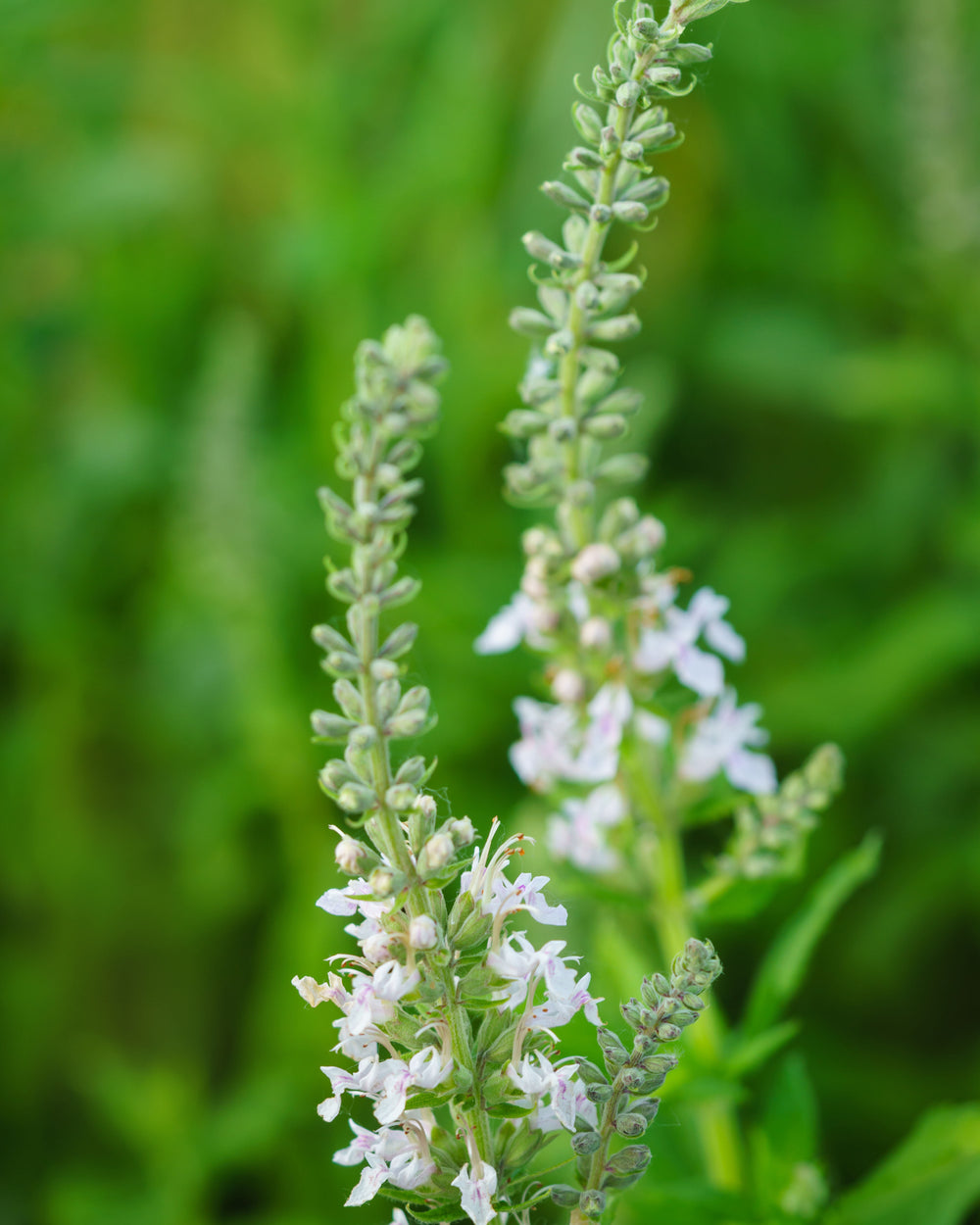 Germander