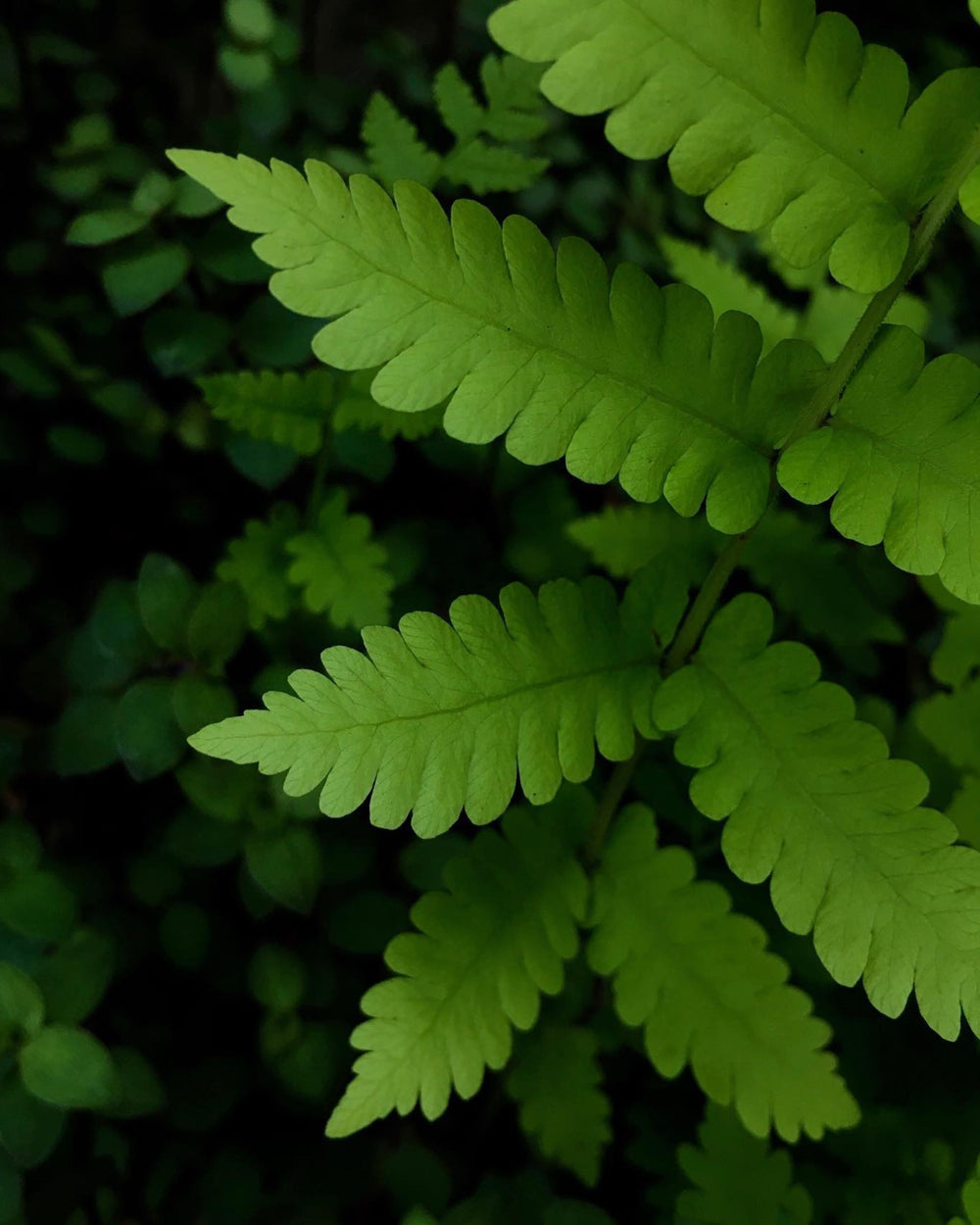Goldie's Fern