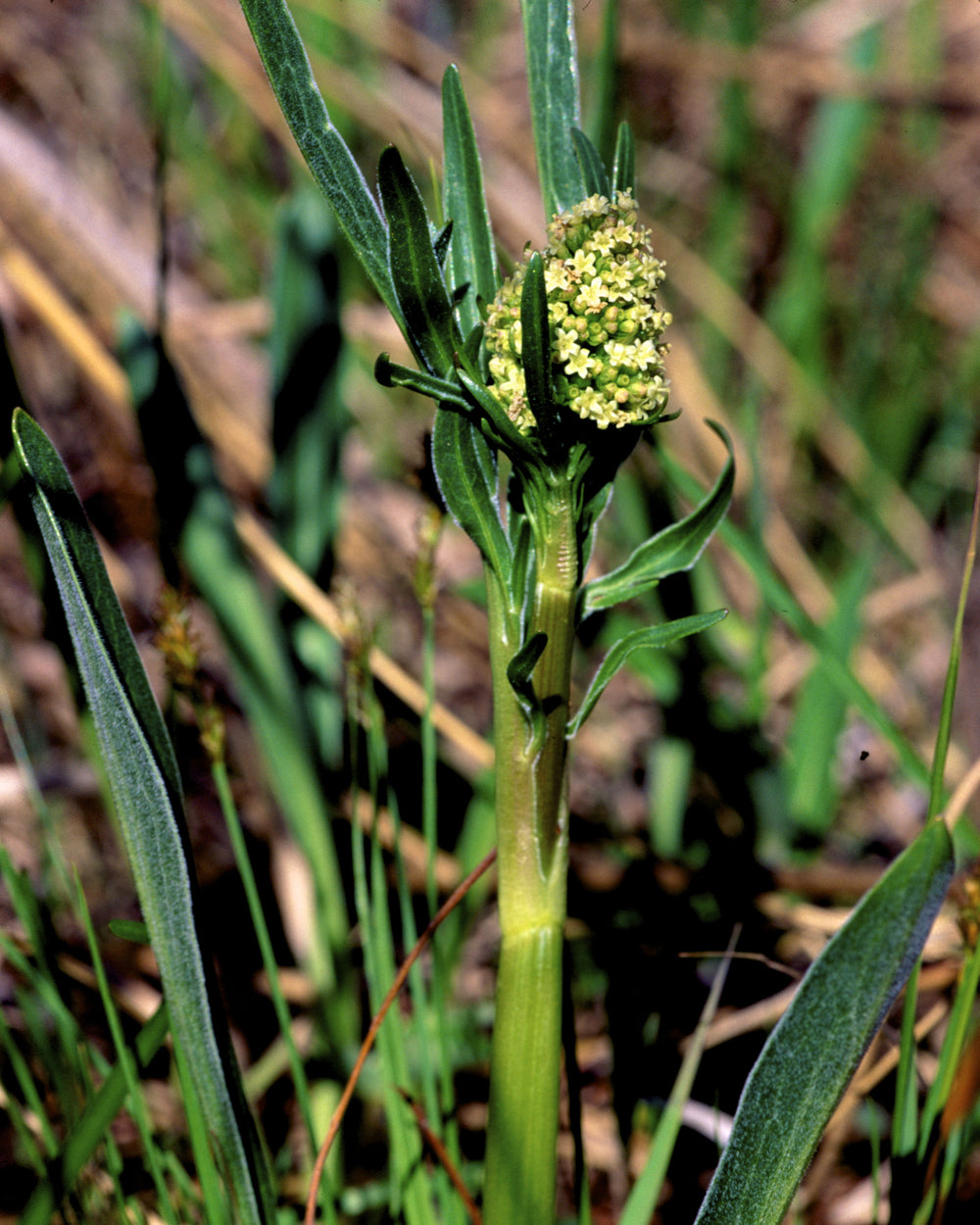 Hairy Valerian