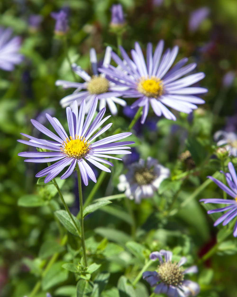 Heart-leaved Aster