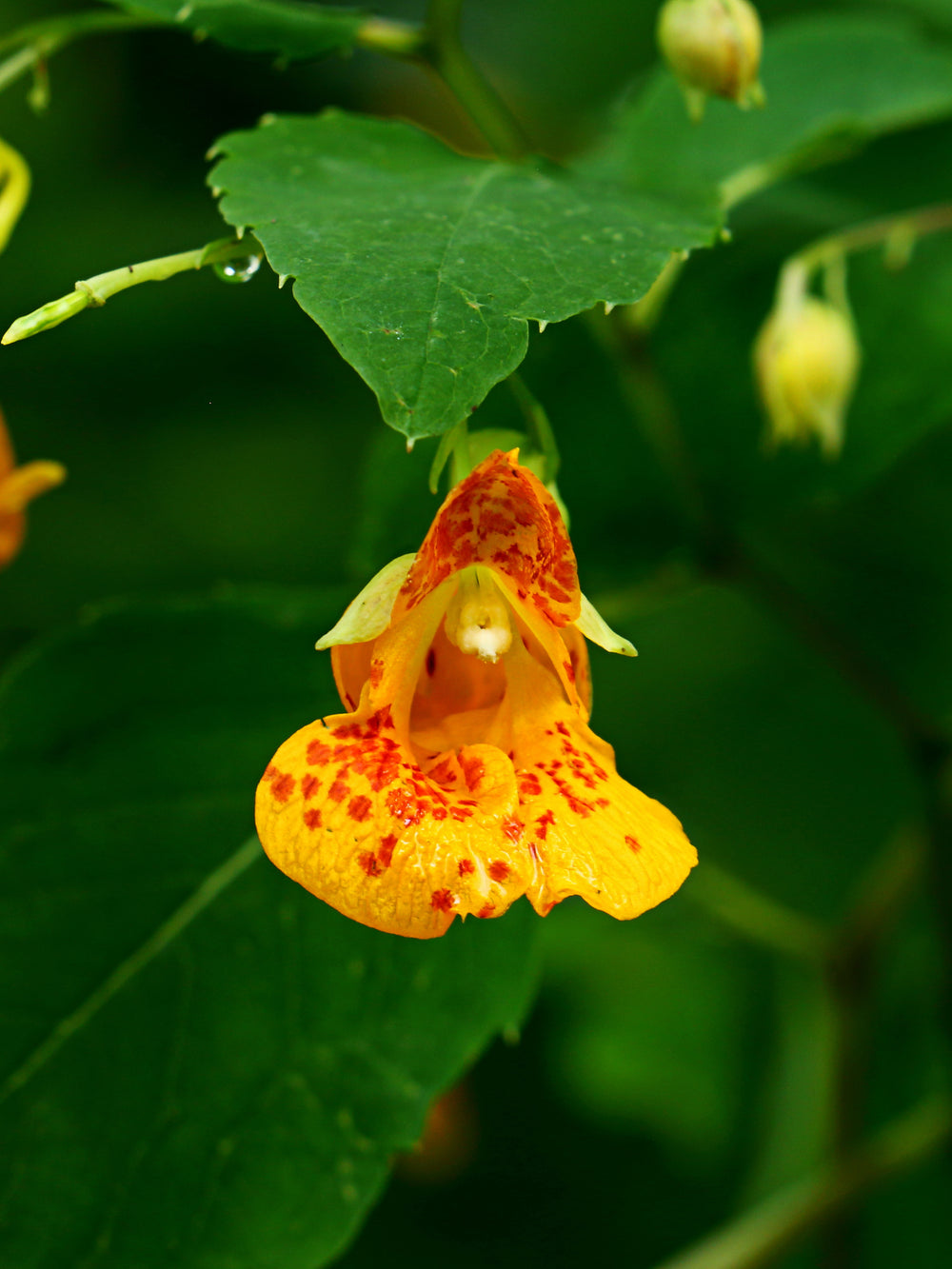 Orange Jewelweed