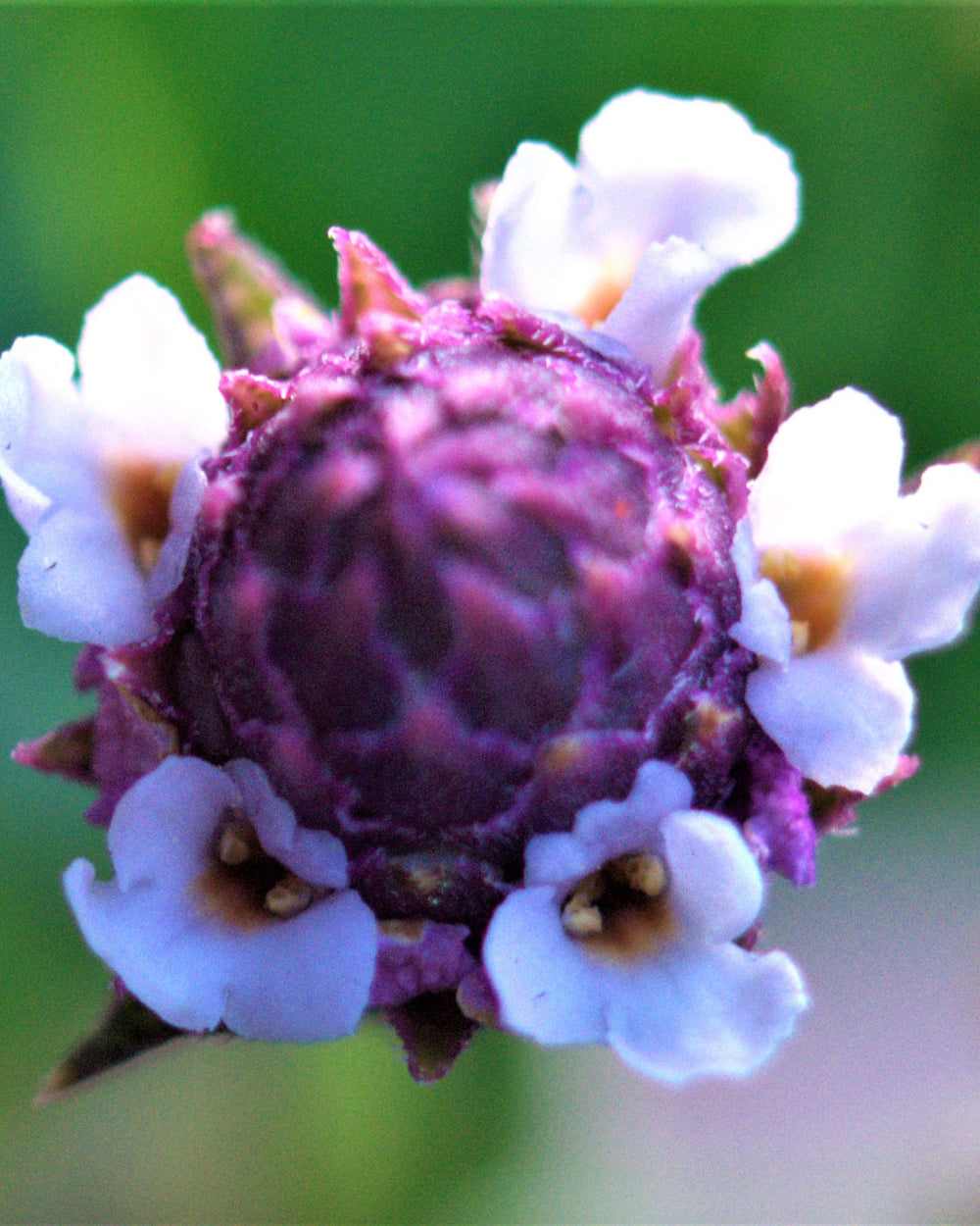 Lanceleaf Fog Fruit