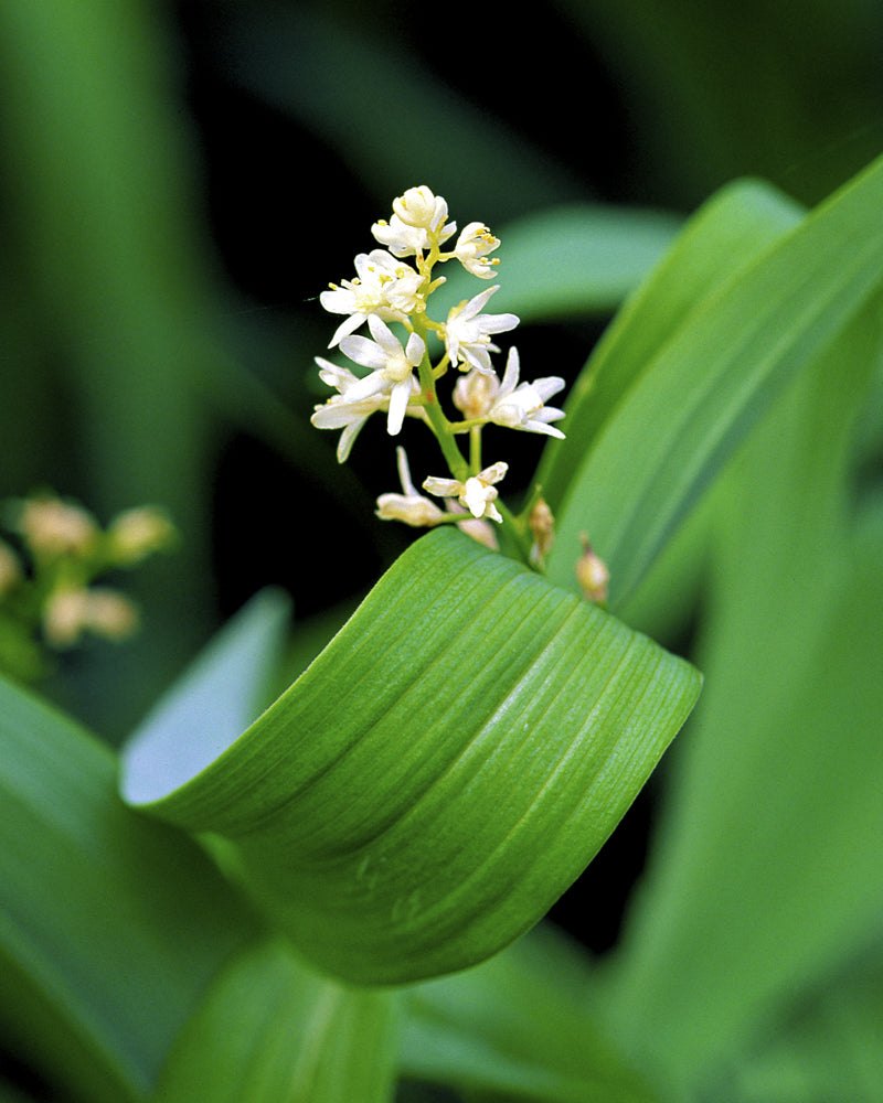 Starry Solomon's Plume