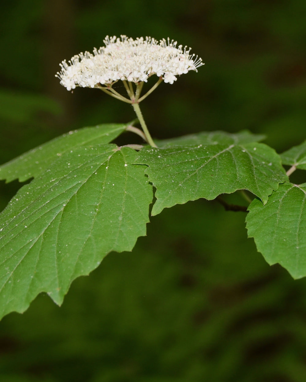 Maple Leaf Viburnum