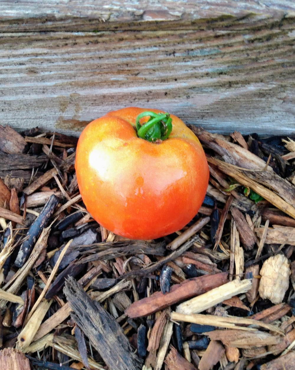 Tomato 'Marglobe'
