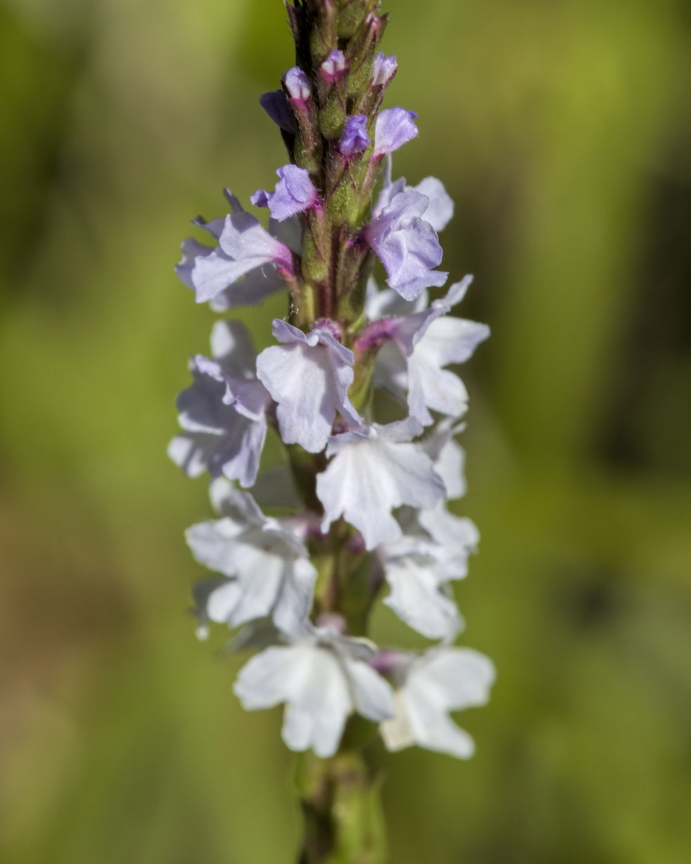 Narrow-leaved Vervain