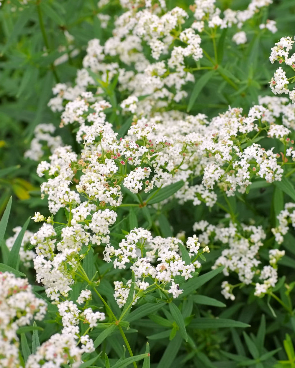 Northern Bedstraw