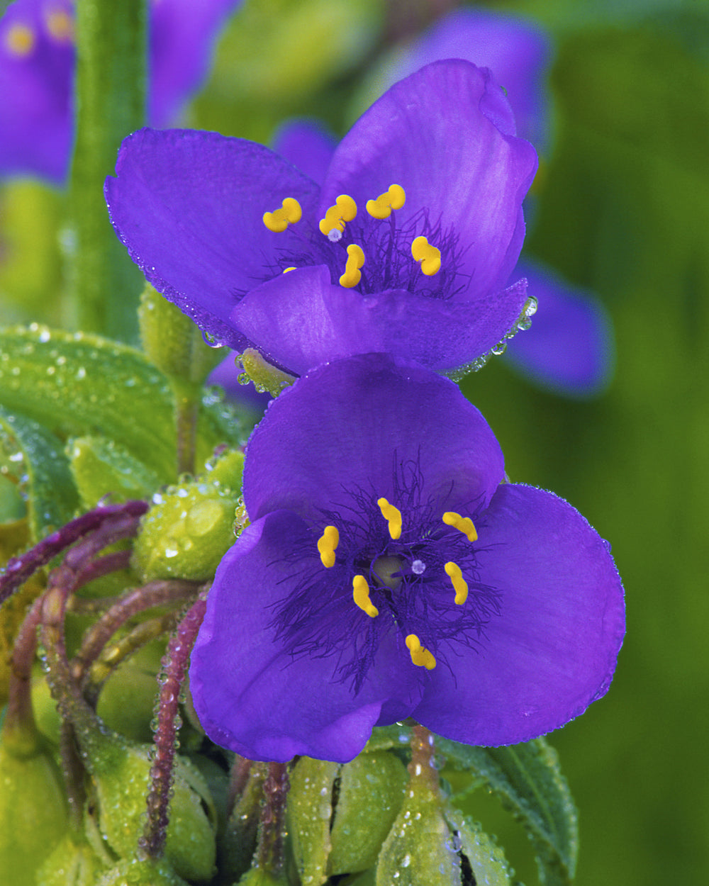 Ohio Spiderwort