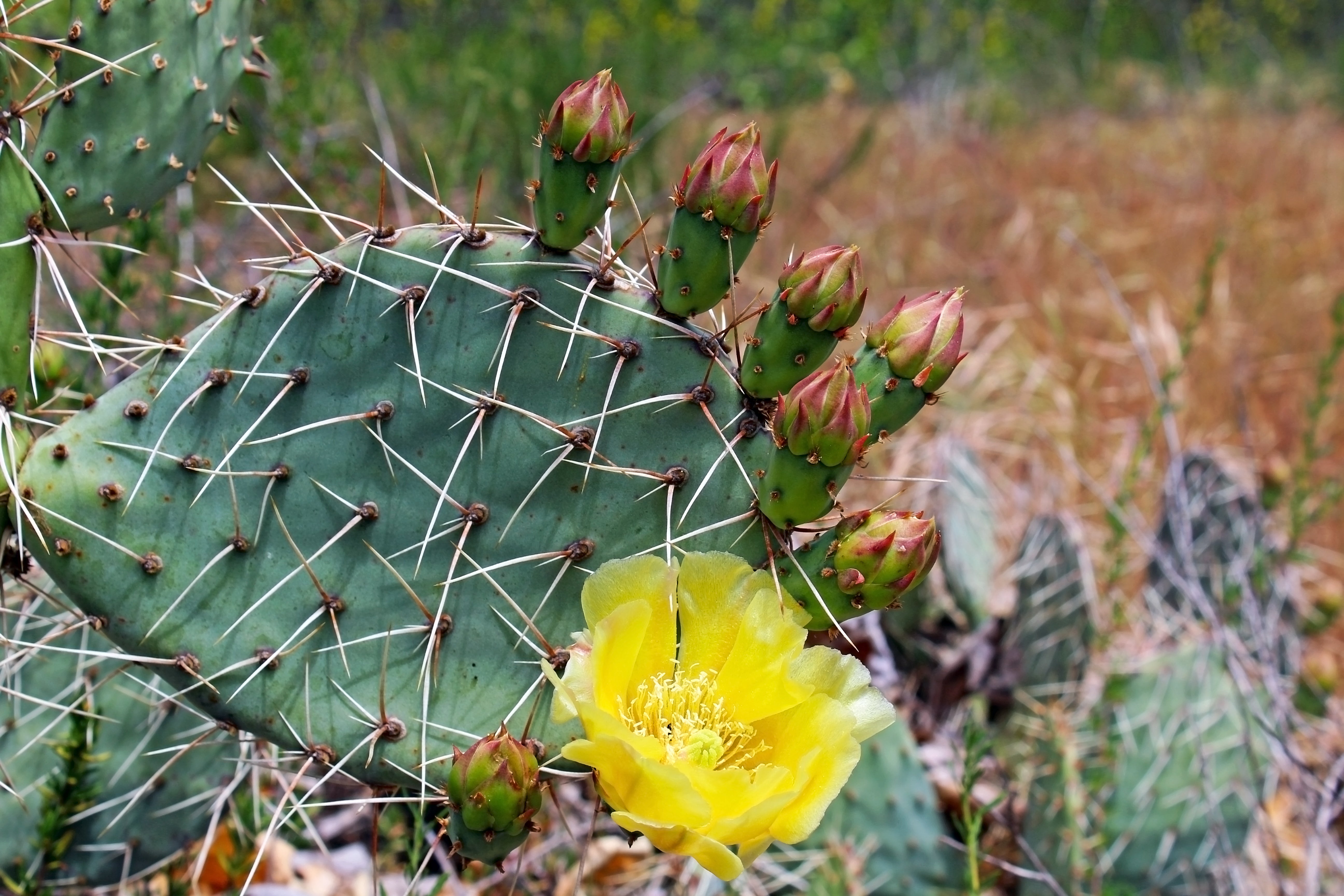 eastern prickly pear cactus ohio Eastern Prickly Pear Cactus – Wild Toledo Native Plants Sales