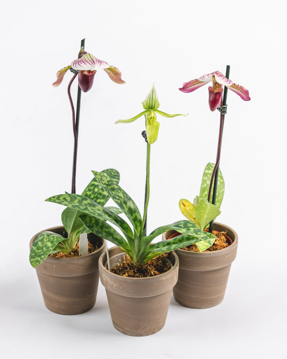 Assorted Paphiopedilum in Clay Pot