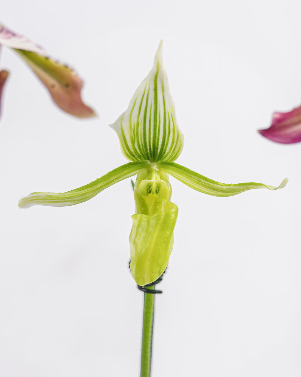 Assorted Paphiopedilum in Clay Pot