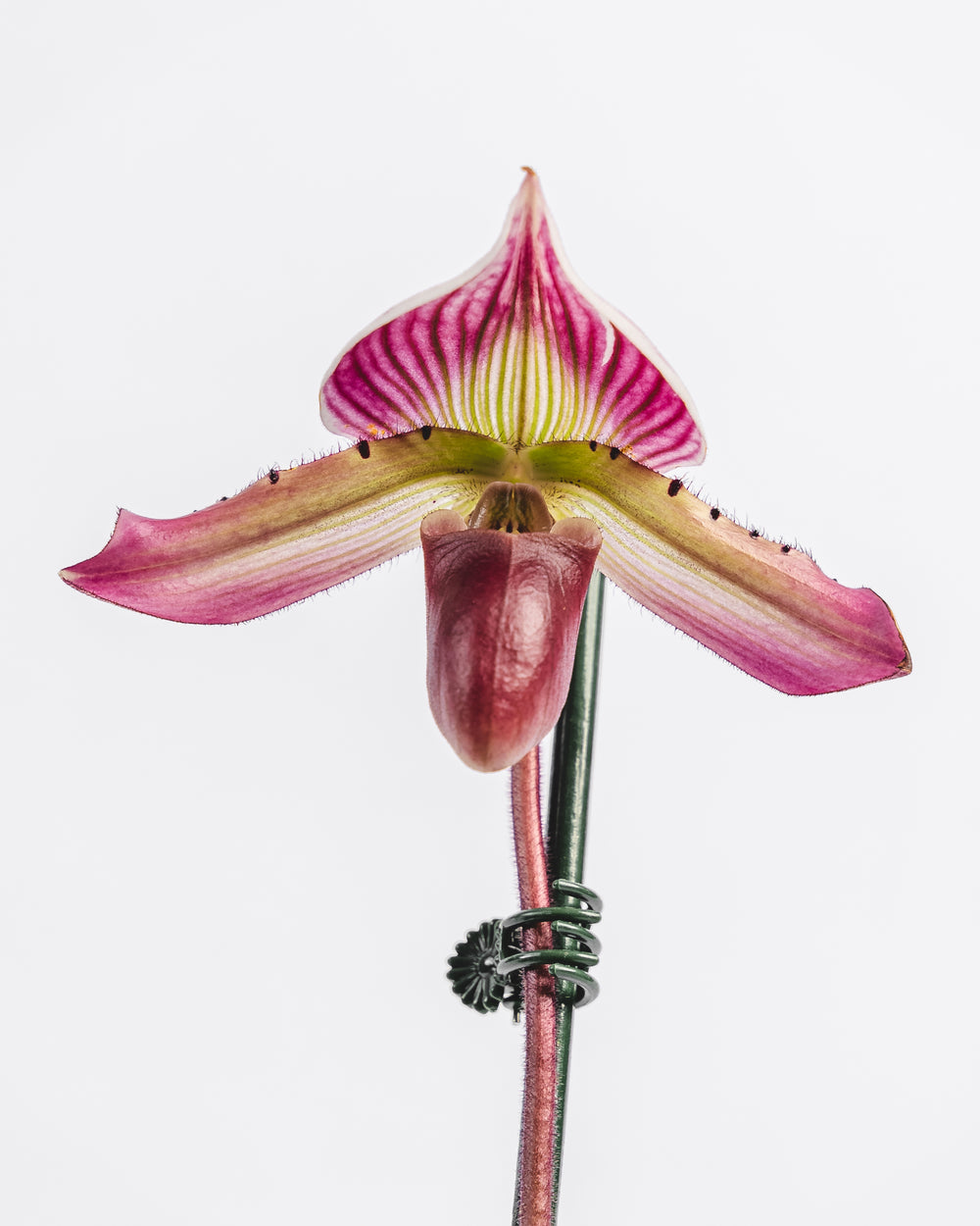 Assorted Paphiopedilum in Clay Pot