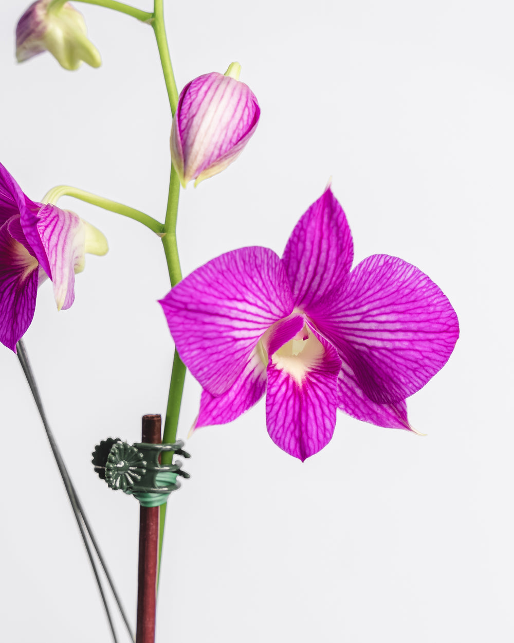 Assorted Dendrobium Combo Pot