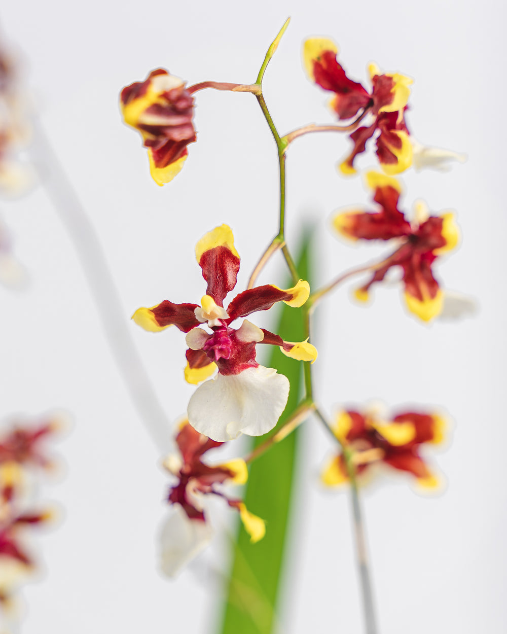 Assorted Oncidium Orchid in Plastic Pot