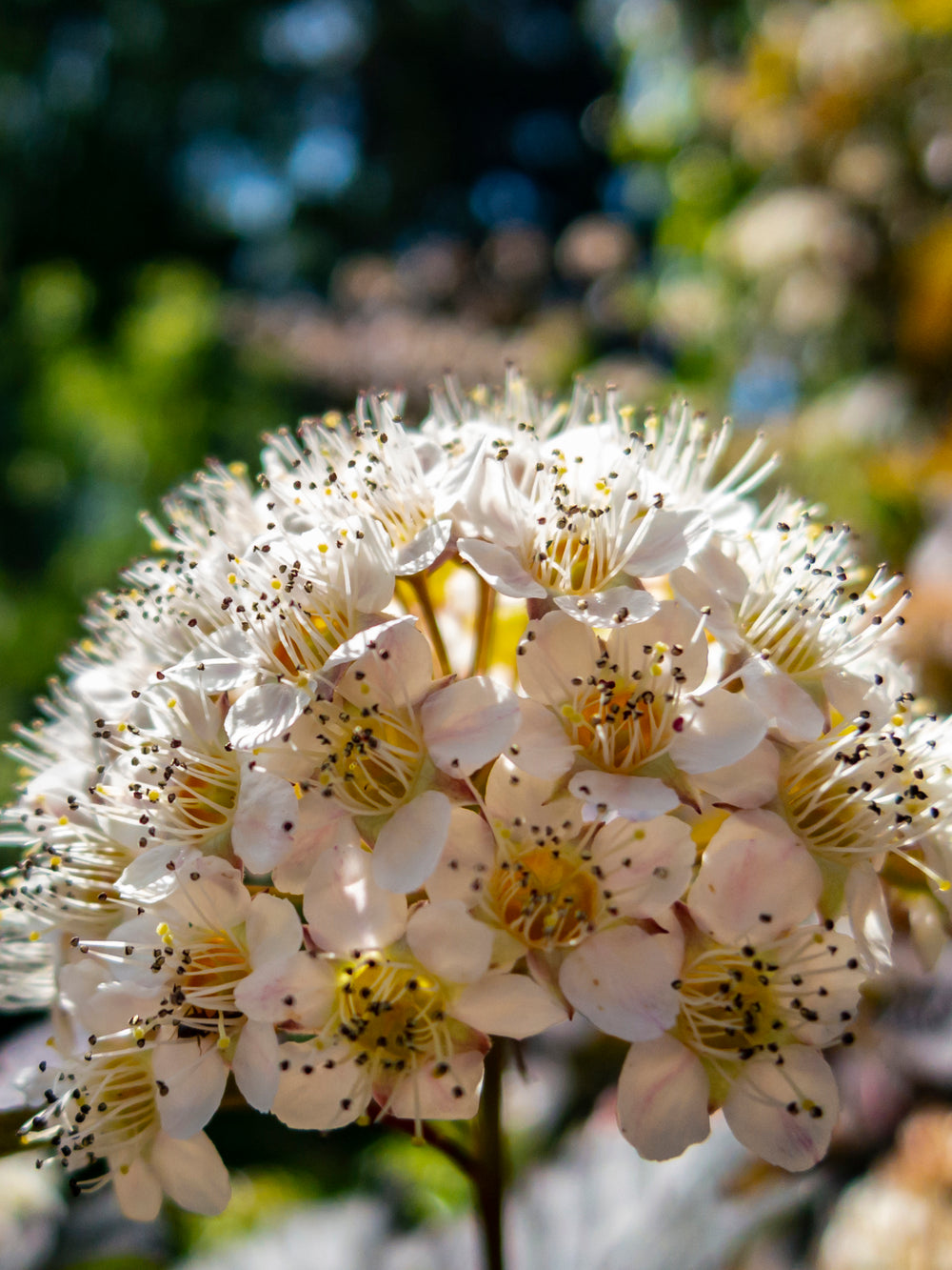 Prairie Ninebark