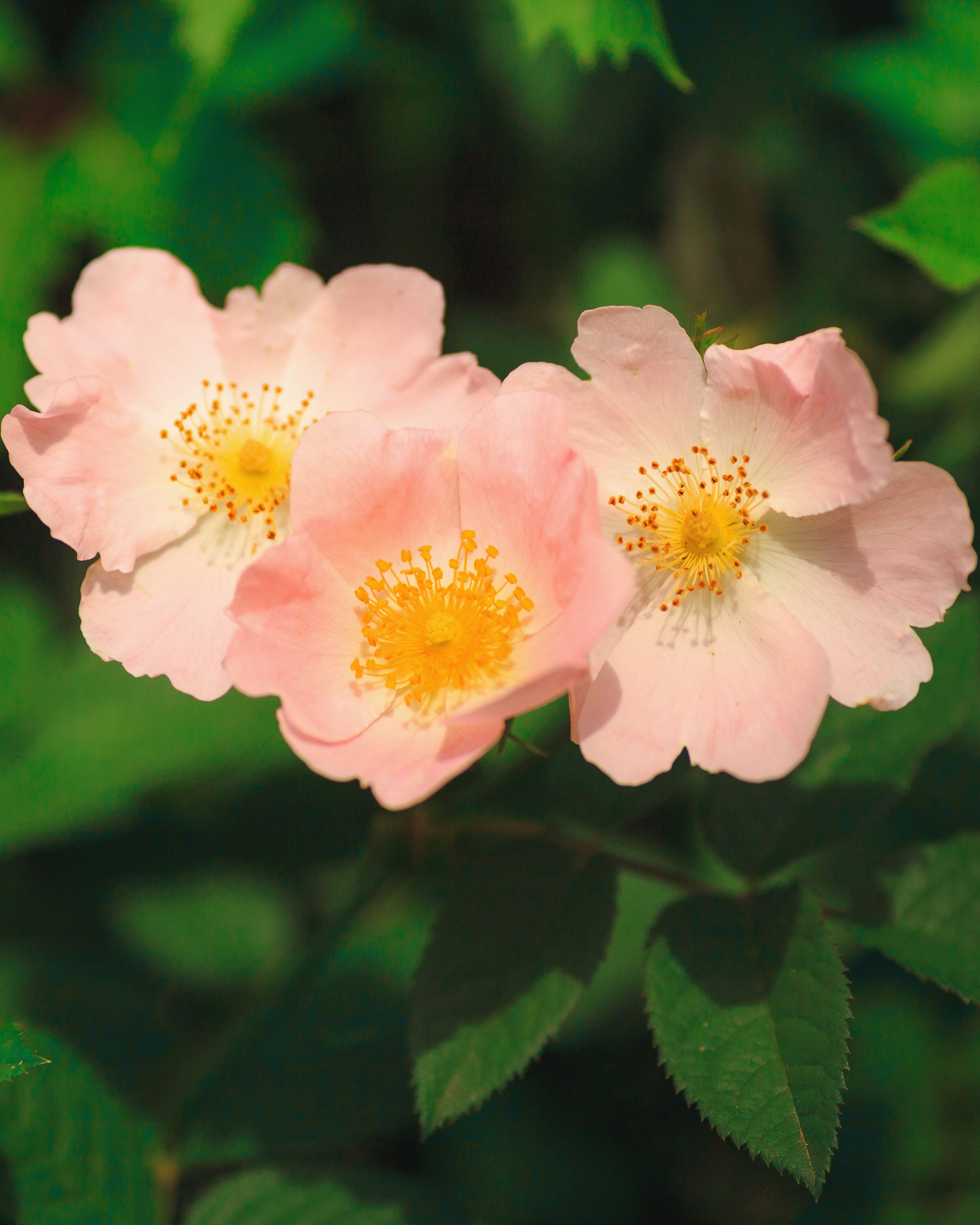 プレイリーローズ Prairie Wild Rose – Wild Toledo Native Plants Sales