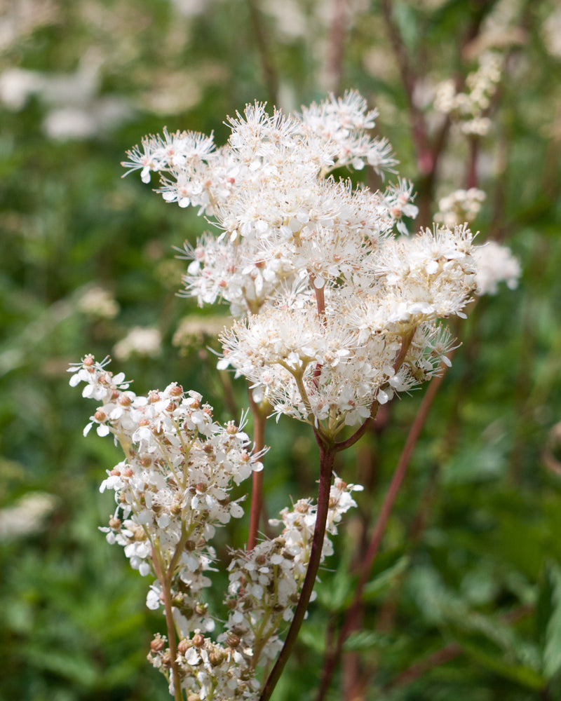 Meadowsweet