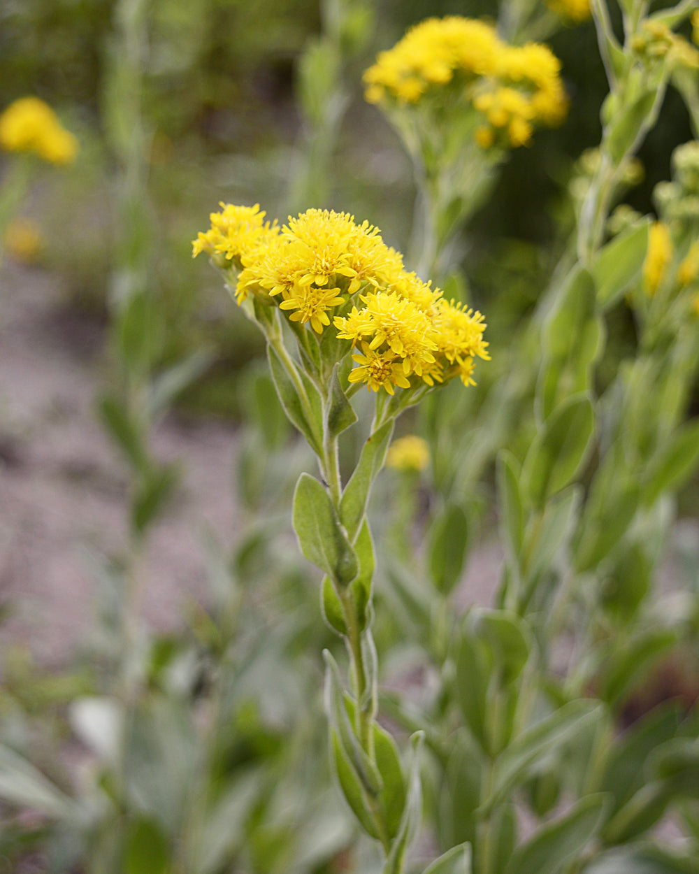 Stiff Goldenrod