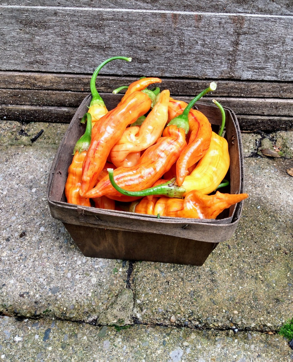 Hot Pepper 'Sugar Rush Peach Stripey'