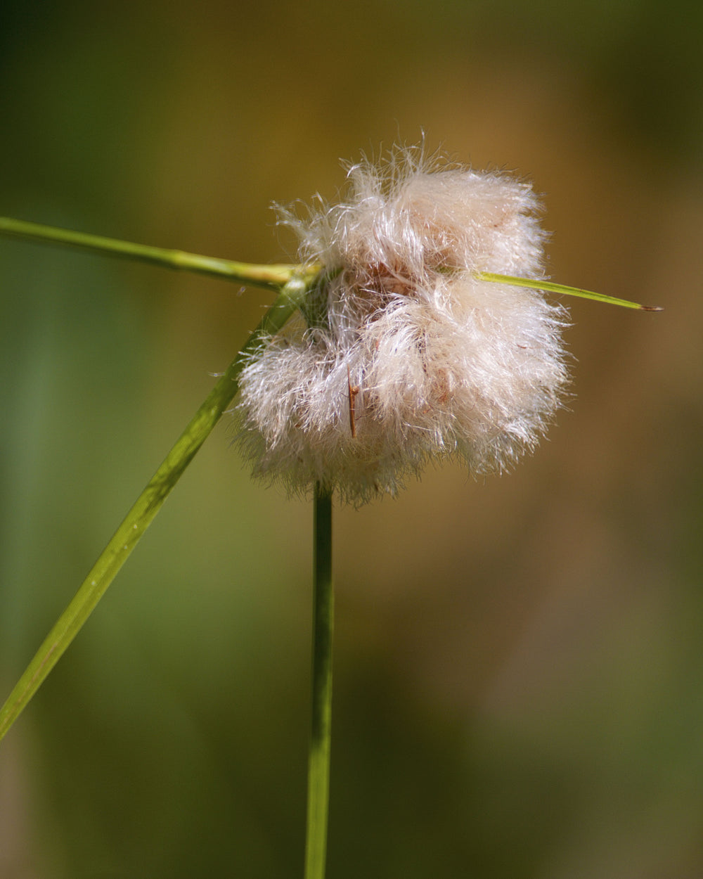 Tawny Cotton Grass