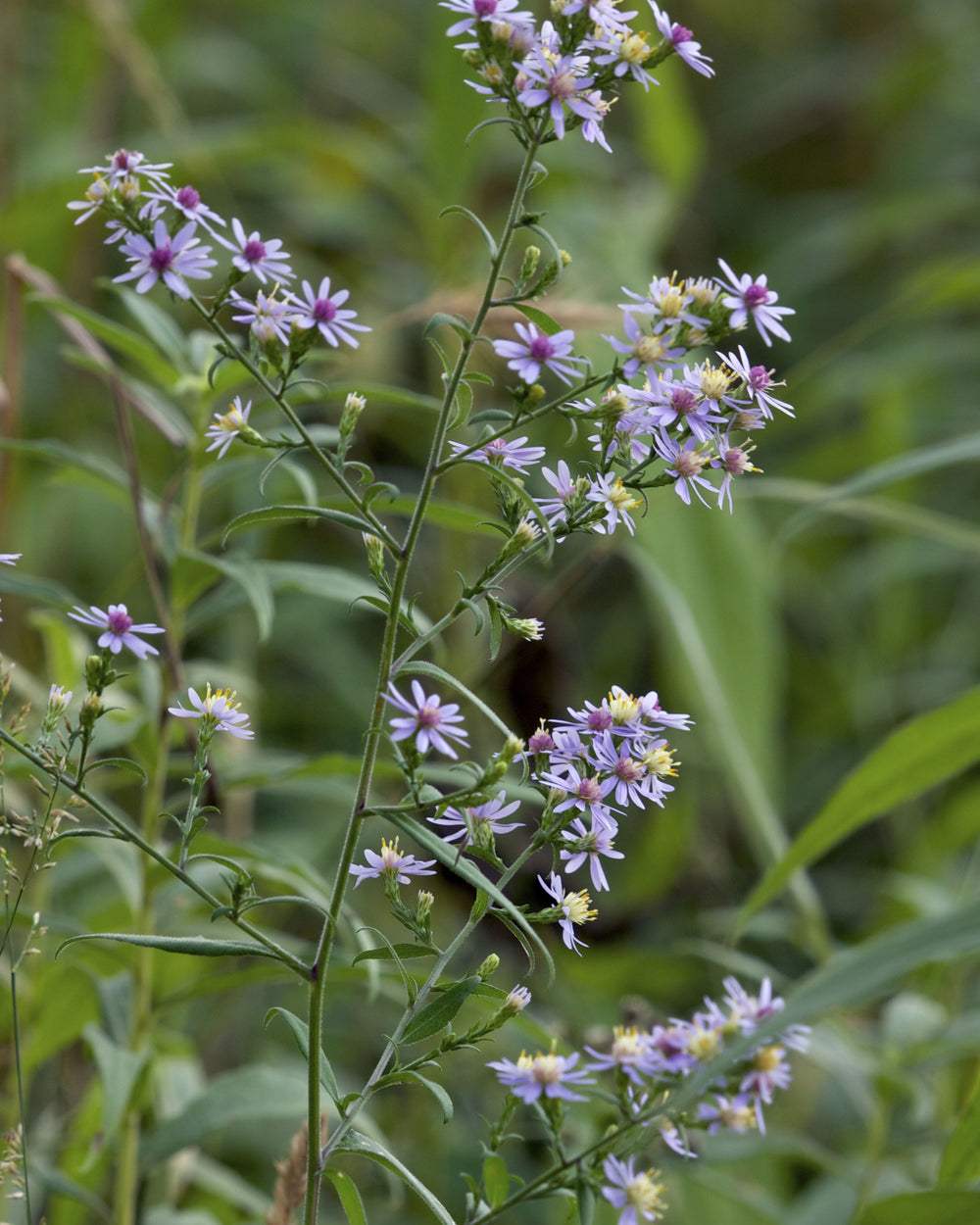 Willow Aster