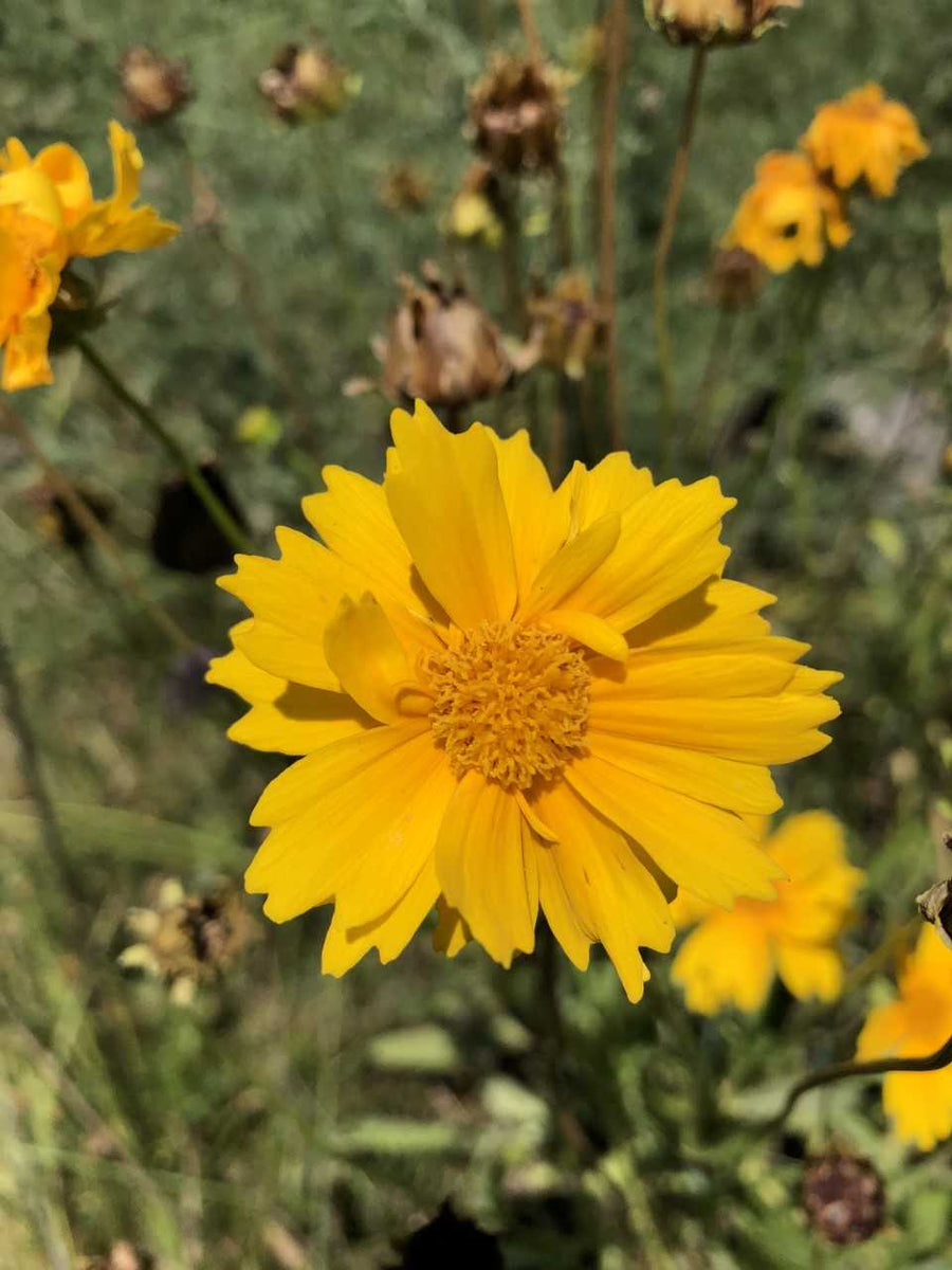 Lance-leaf Coreopsis – Wild Toledo Native Plants Sales