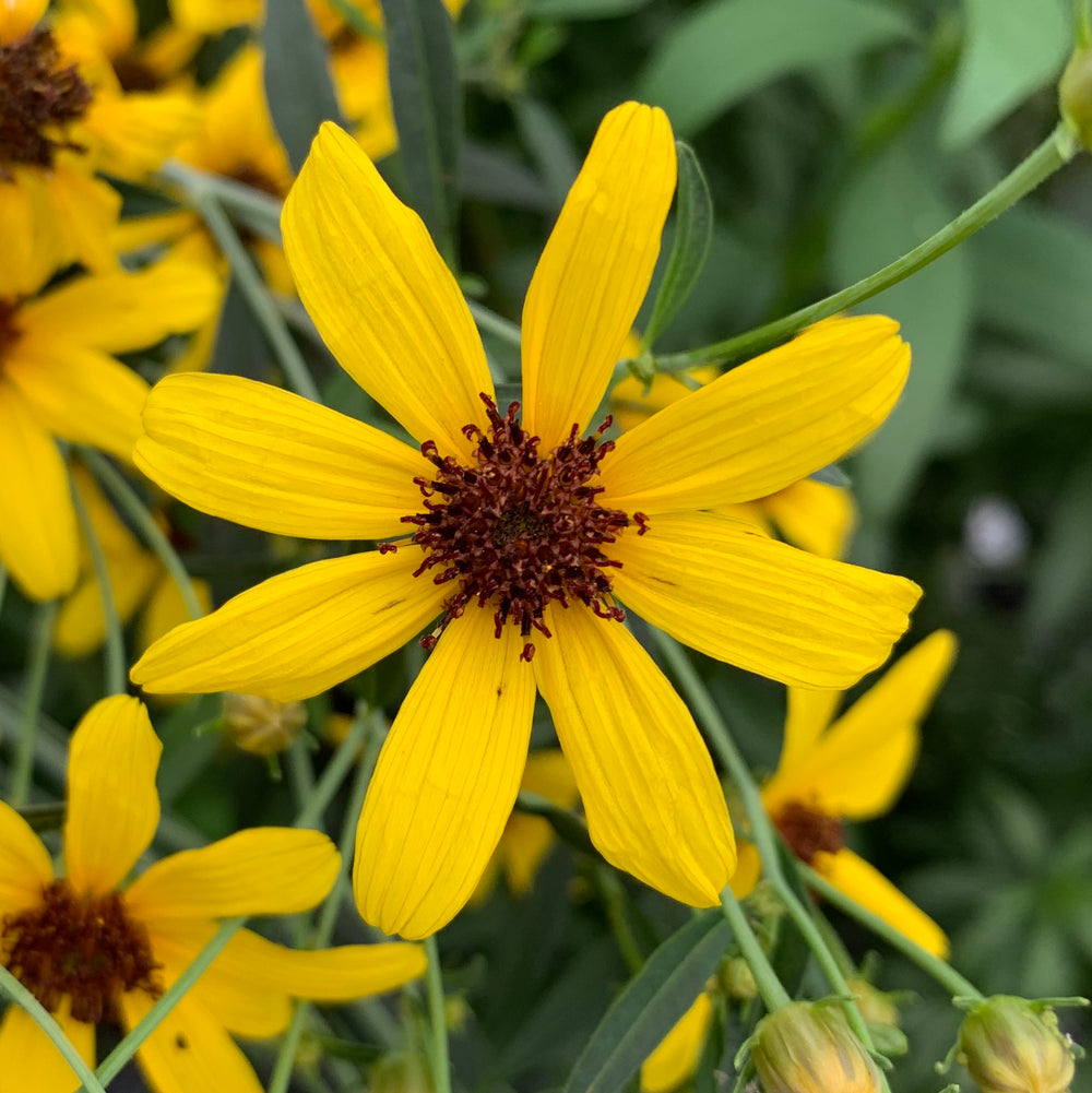 Tall Coreopsis