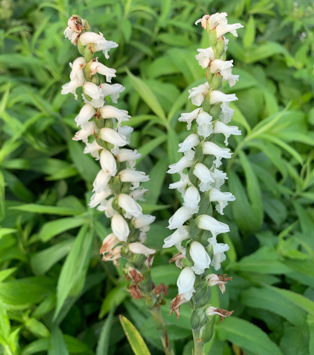 Nodding Lady's Tresses Orchid