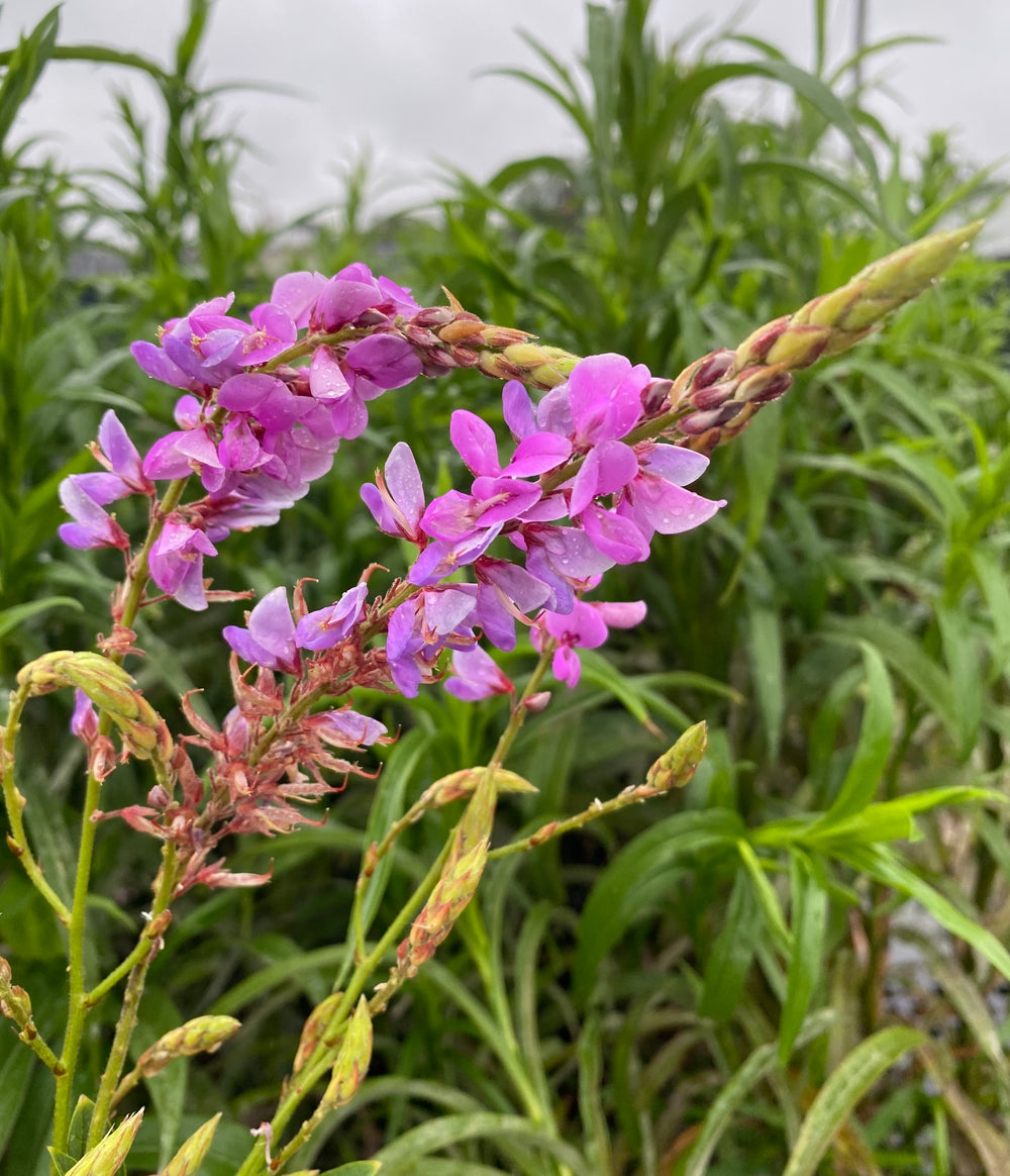 Showy Tick Trefoil