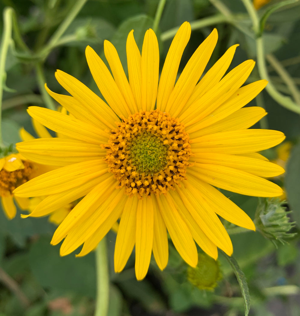Western Sunflower