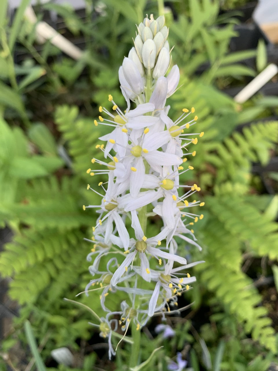 Wild Hyacinth